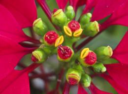 flowers within flowers